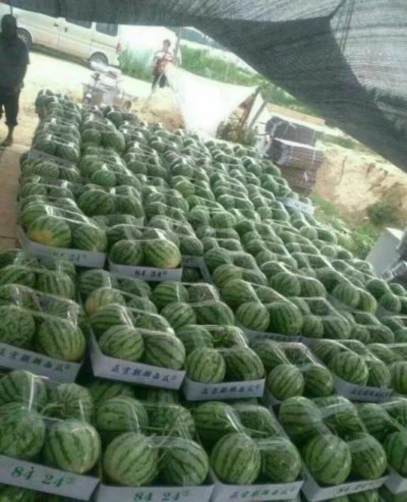 东台8424西瓜大量上市5斤打底9成熟1茬
