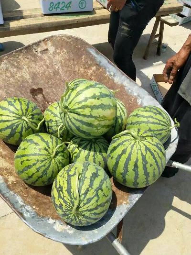 东台8424西瓜大量上市5斤打底9成熟1茬