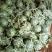 东台8424西瓜大量上市5斤打底9成熟1茬