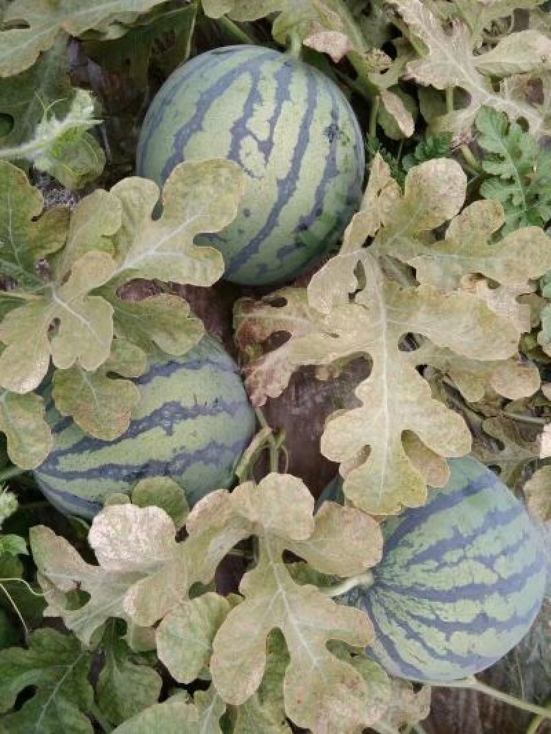 8424西瓜大量上市，5斤打底特小风9成熟1茬