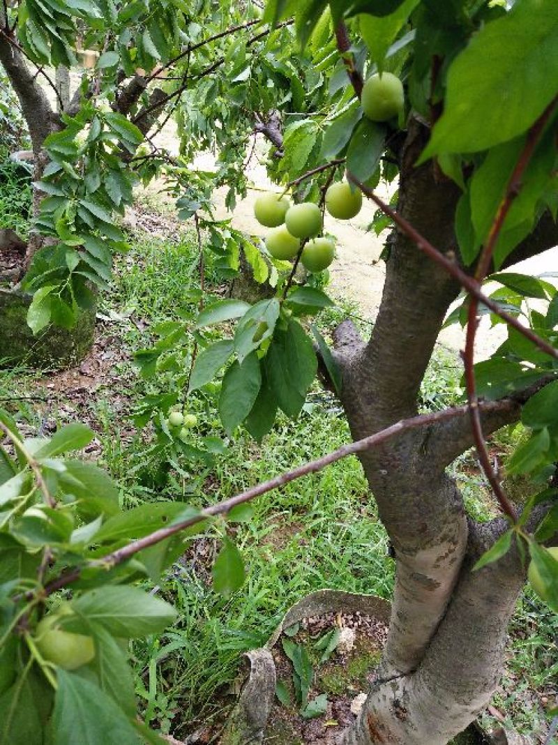 三华李树苗10~20cm