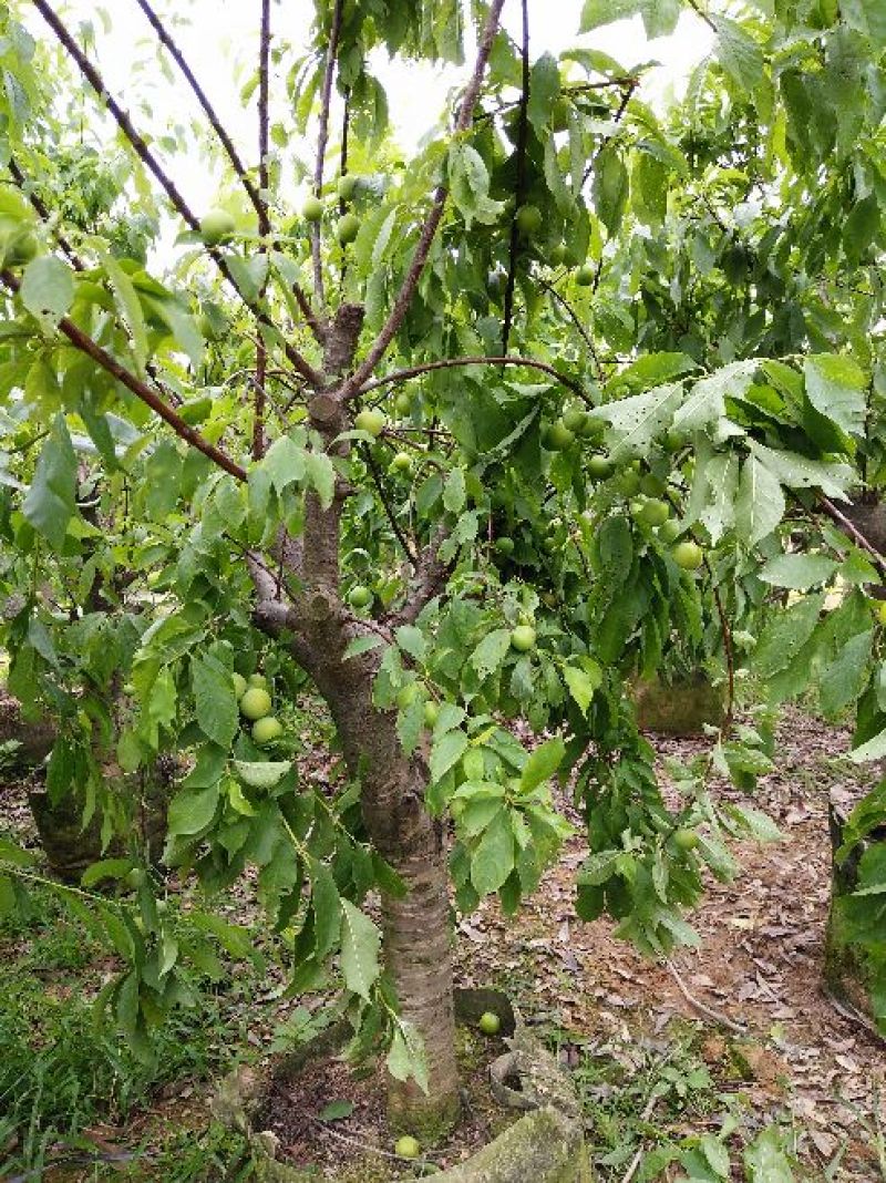 三华李树苗10~20cm