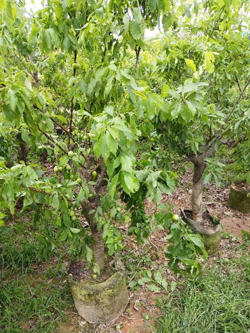 三华李树苗10~20cm