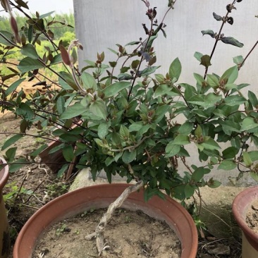 金银花苗80cm以上，自己家育苗成活率高