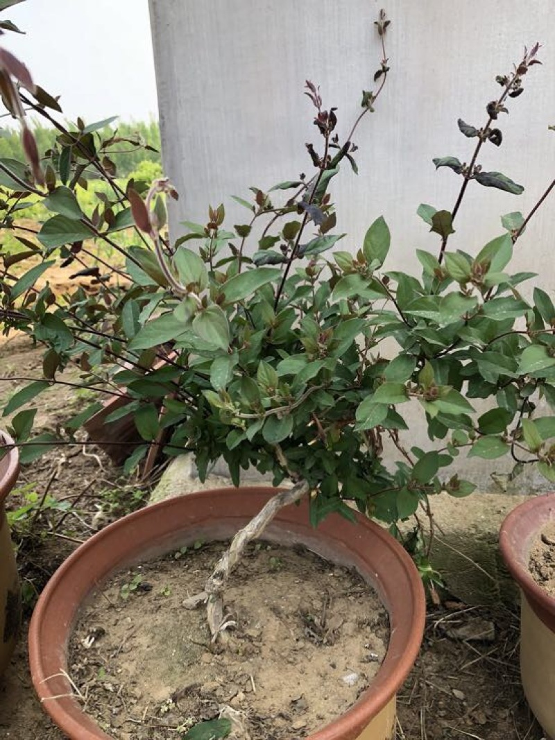 金银花苗80cm以上，自己家育苗成活率高