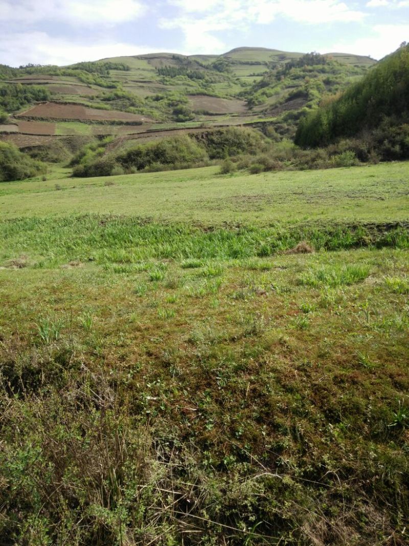 山地大面积土地寻找合作伙伴或者出租出售