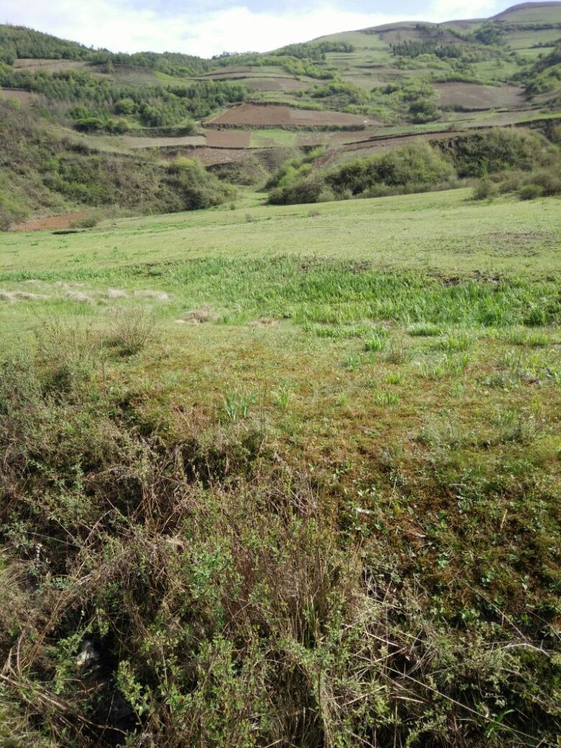 山地出租或者出售可用于养殖种植蔬菜水果