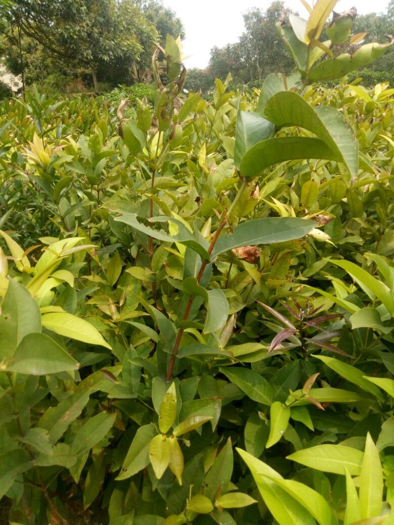 莲雾苗，大叶红莲雾种苗，黑金刚