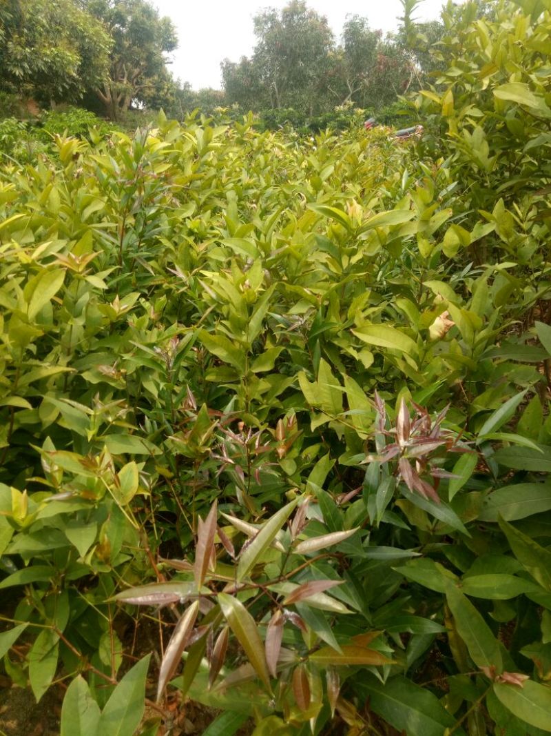 莲雾苗，大叶红莲雾种苗，黑金刚