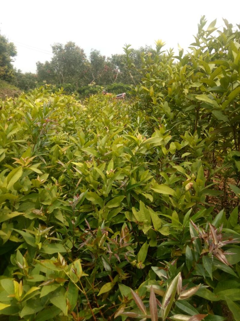 莲雾苗，大叶红莲雾种苗，黑金刚