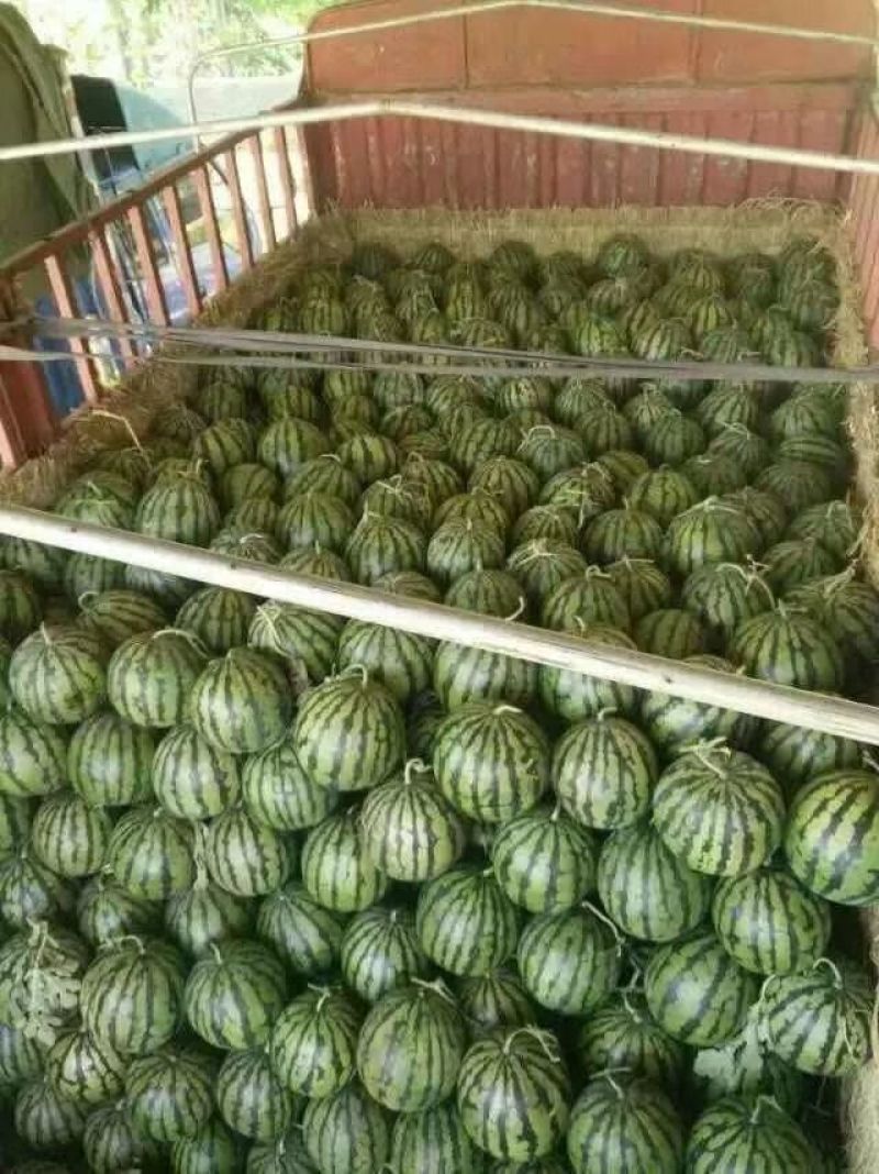 山东西瓜产地批发一手货源，货源充足，全国发货