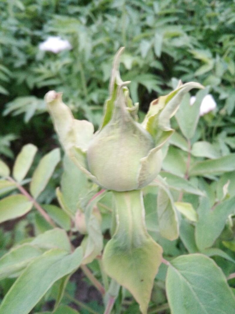 牡丹花蕊雄性花蕊人工挑选***自然晾晒干净无杂