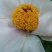牡丹花蕊雄性花蕊人工挑选***自然晾晒干净无杂