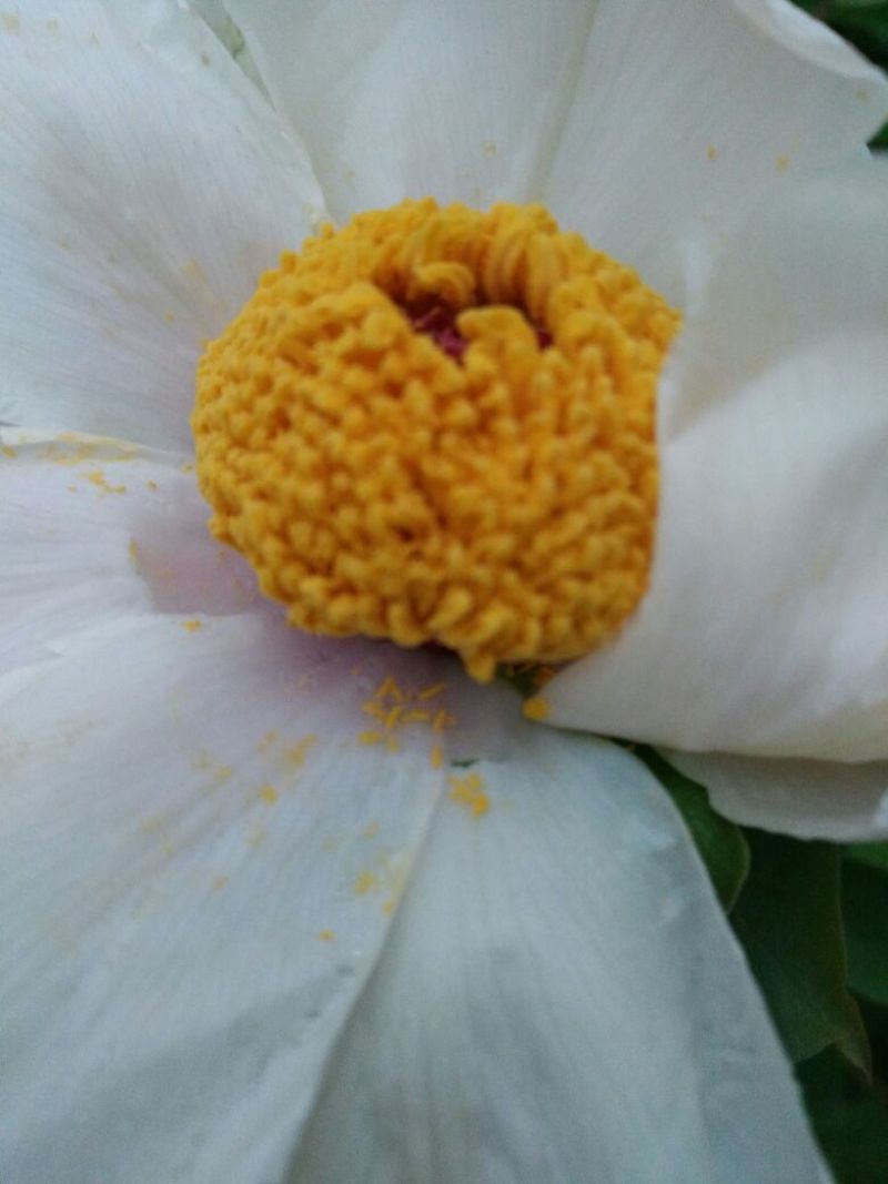 牡丹花蕊雄性花蕊人工挑选***自然晾晒干净无杂