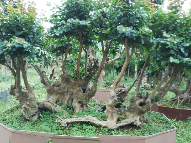 紫薇苗80cm以上