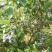 蓝丰蓝莓12~14mm以上鲜果