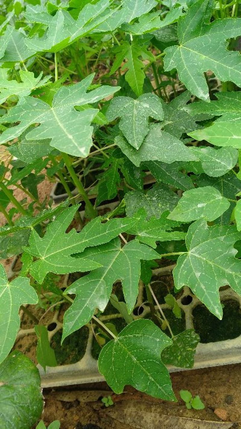 木瓜树苗红心肉木瓜苗黄心苗