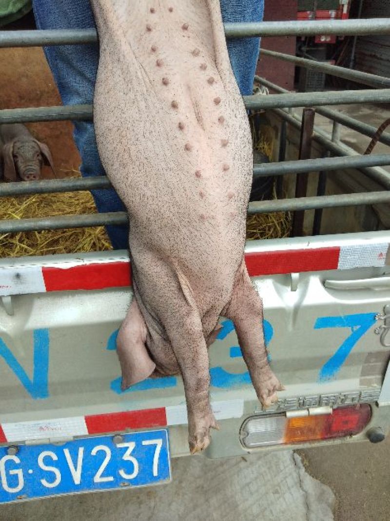 太湖母猪种猪