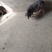太湖母猪种猪
