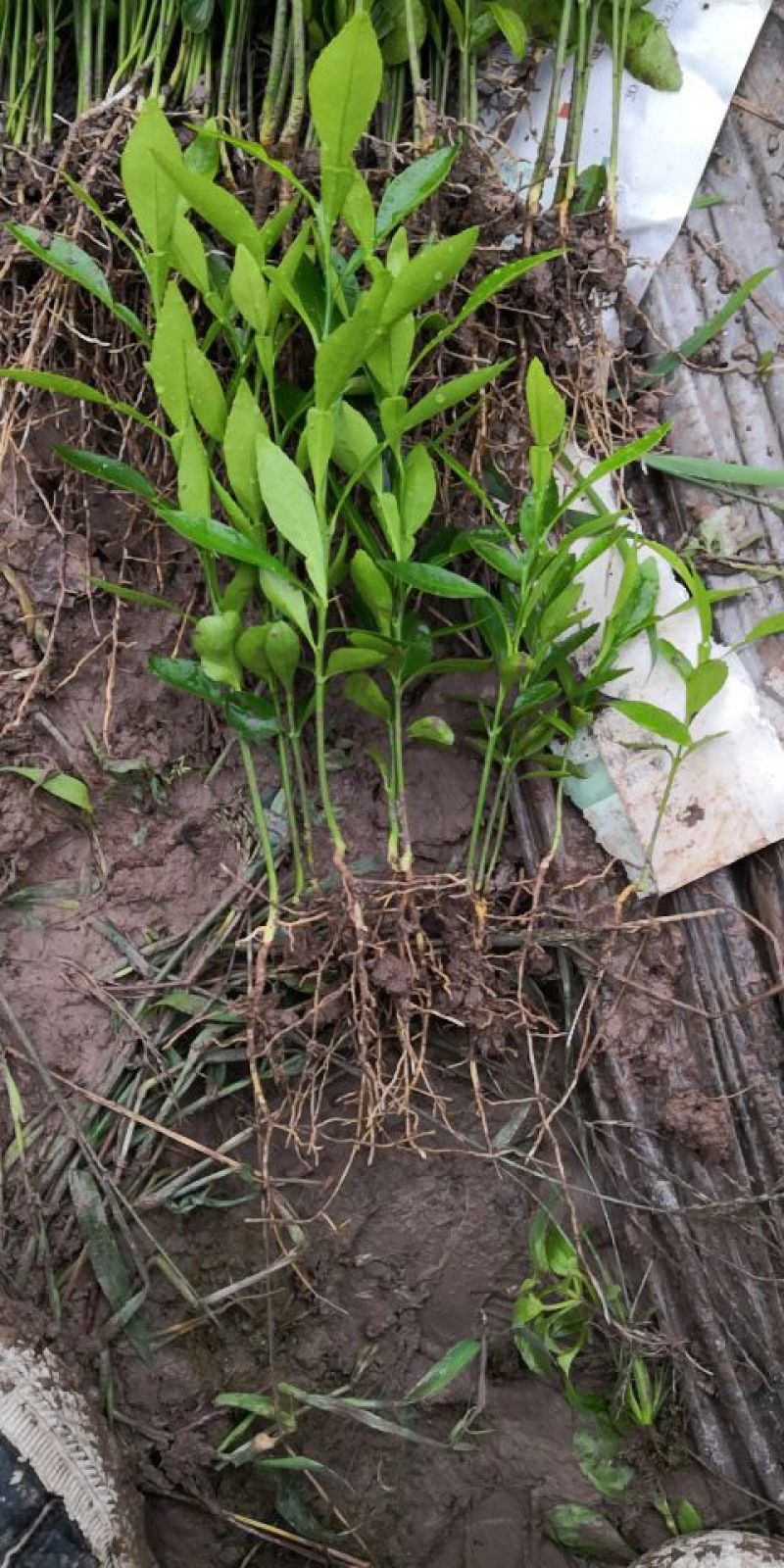 香橙苗小叶软枝香橙苗广西香橙小苗产地直发包成活
