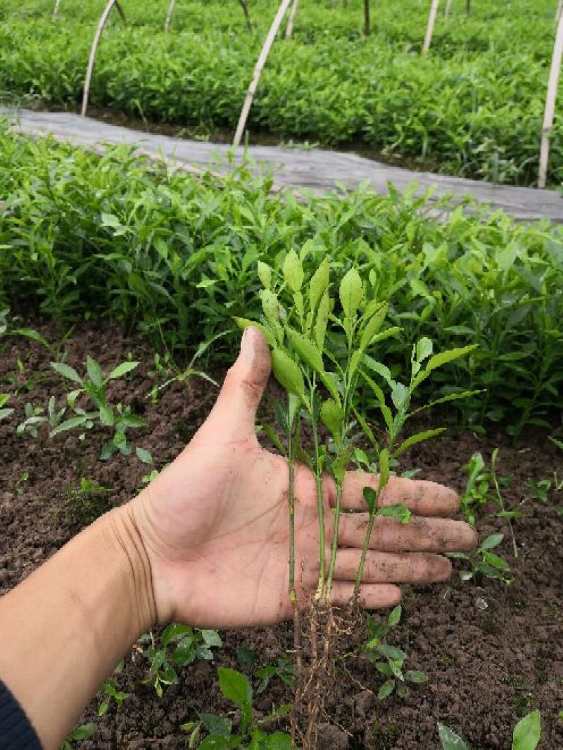 香橙苗小叶软枝香橙苗广西香橙小苗产地直发包成活