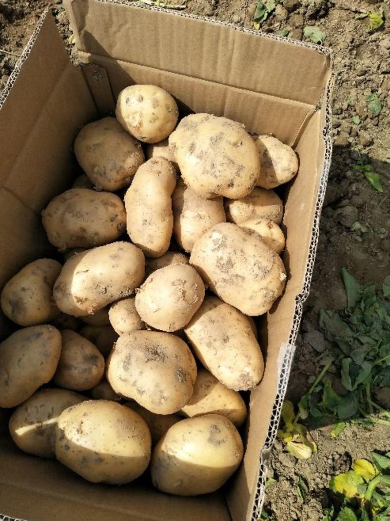 城固土豆，三两以上，果面光净，种植面积大，产地直销！