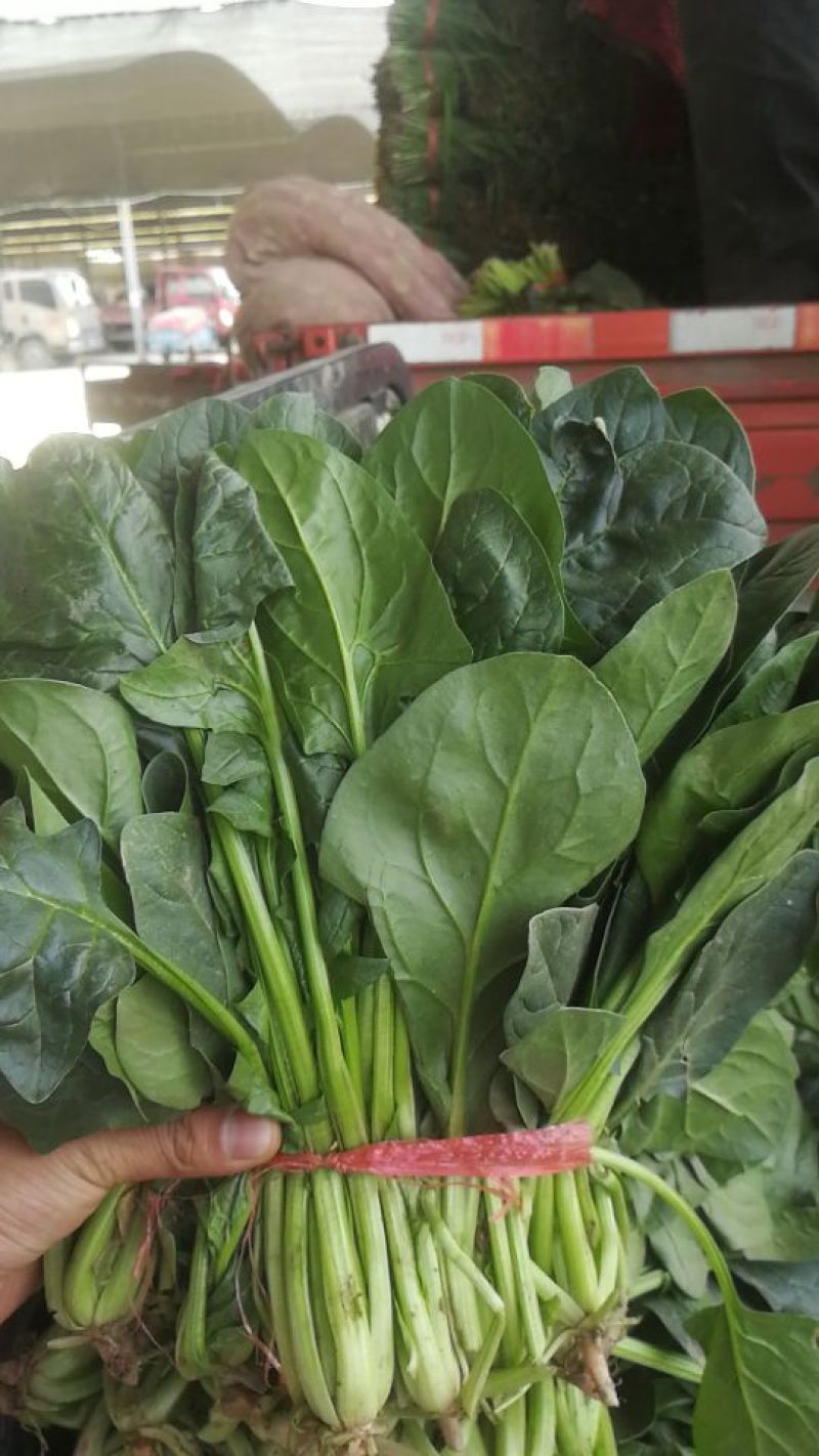 大叶菠菜35~40厘米