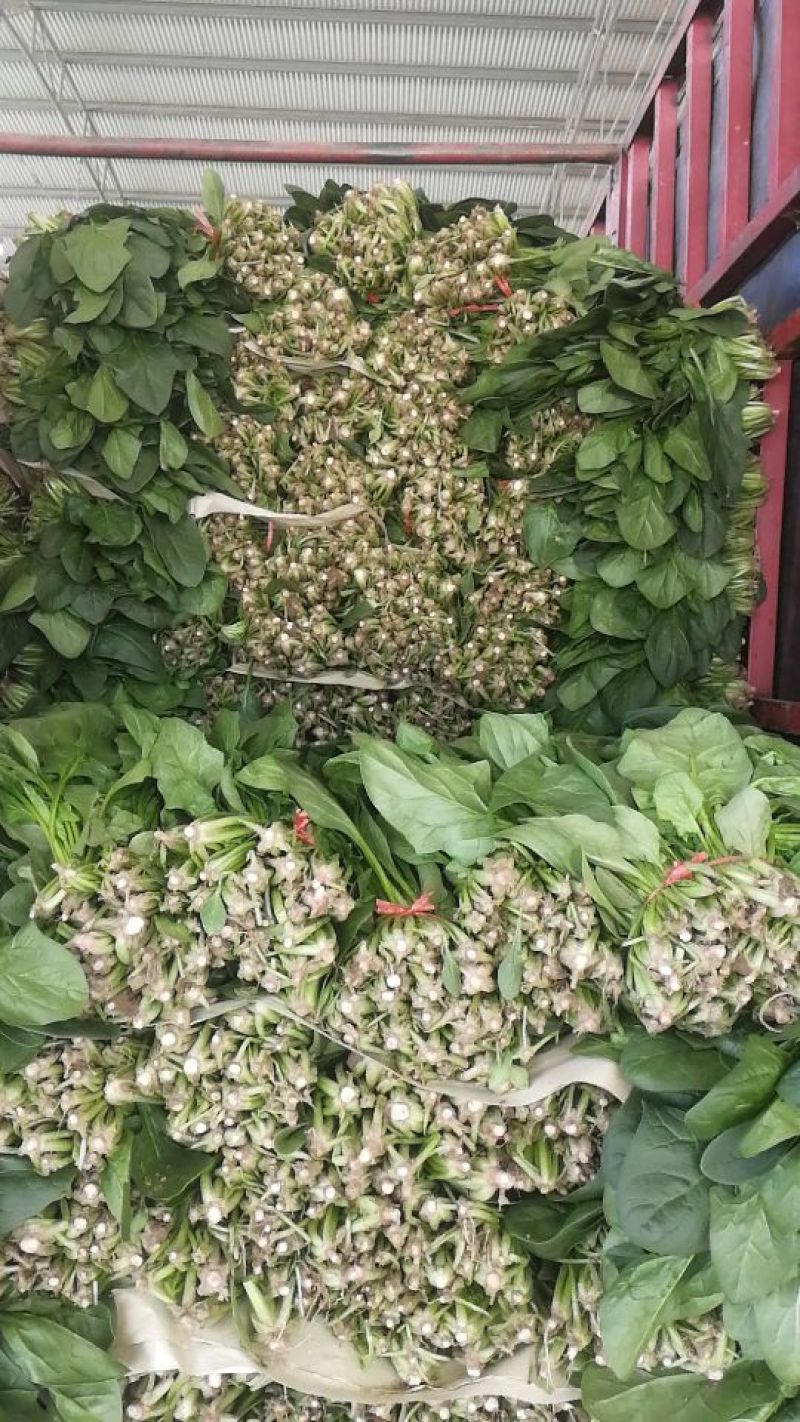 大叶菠菜35~40厘米