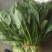 大叶菠菜35~40厘米