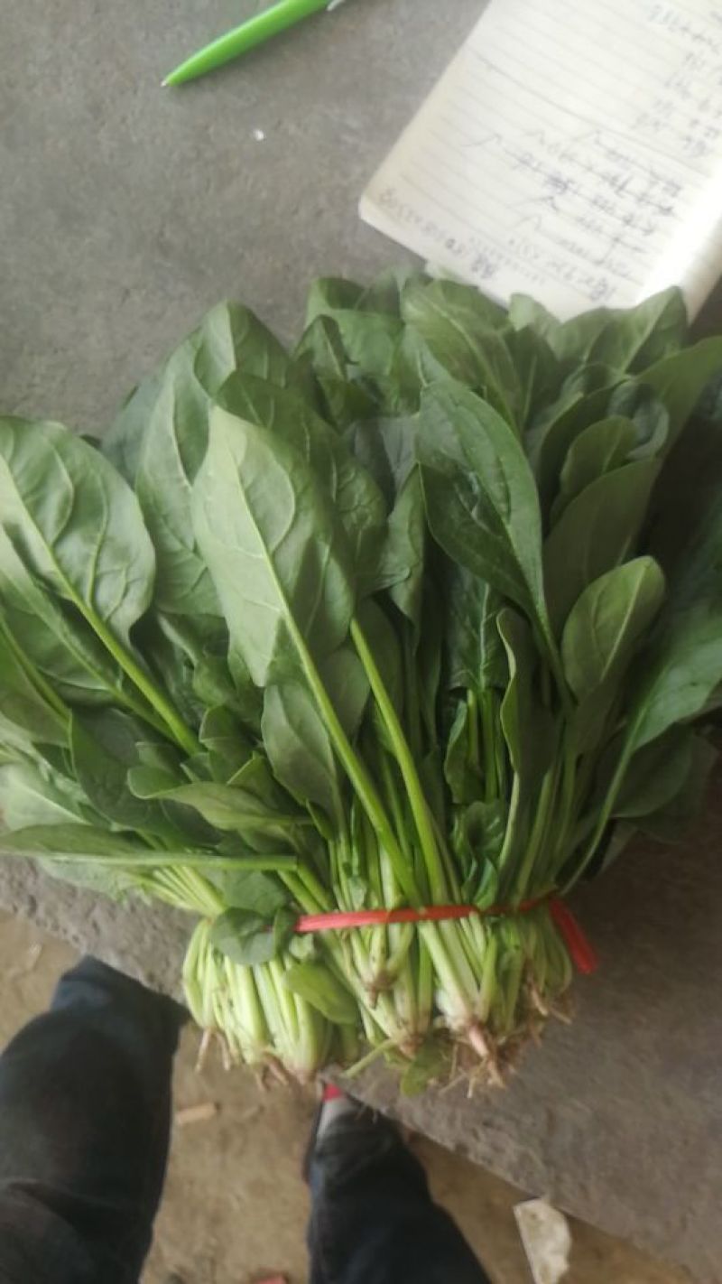大叶菠菜35~40厘米