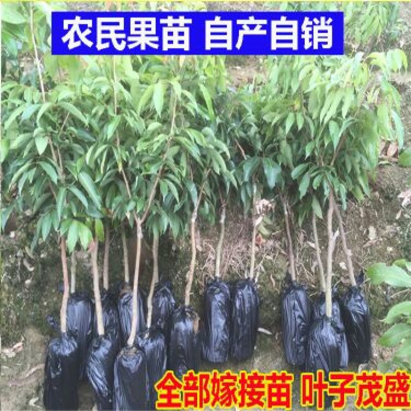 无核荔枝苗，购苗提供技术30~50cm