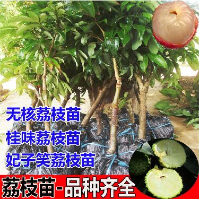 无核荔枝苗，购苗提供技术30~50cm