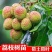 无核荔枝苗,购苗提供技术30~50cm