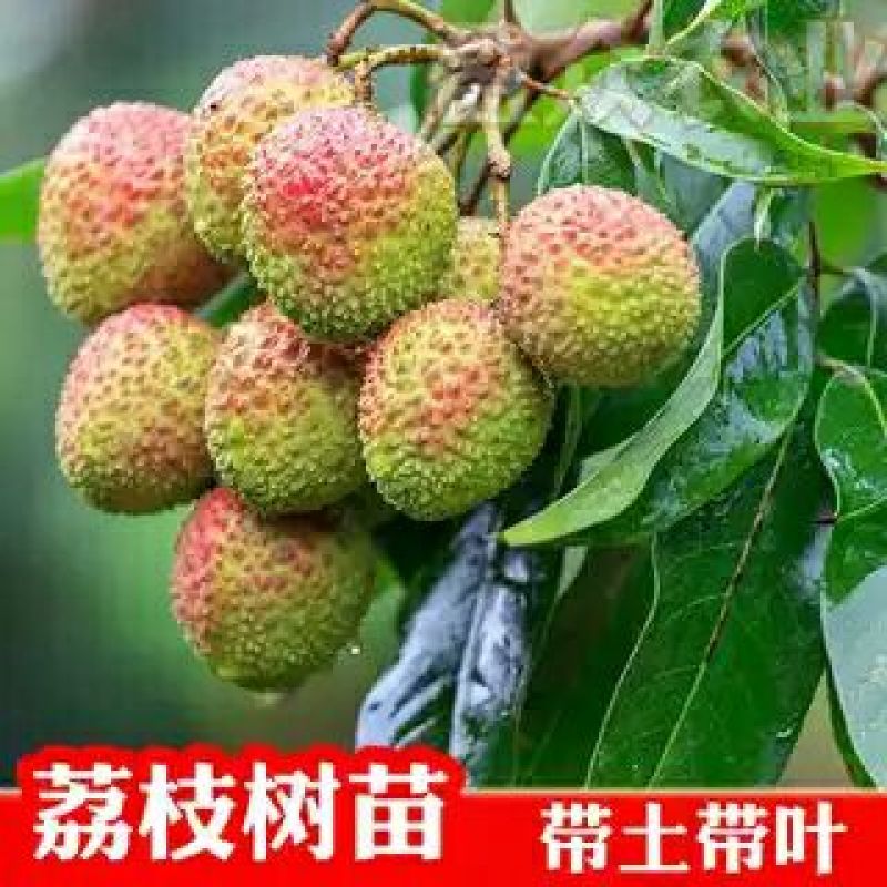 无核荔枝苗，购苗提供技术30~50cm