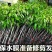 无核荔枝苗,购苗提供技术30~50cm
