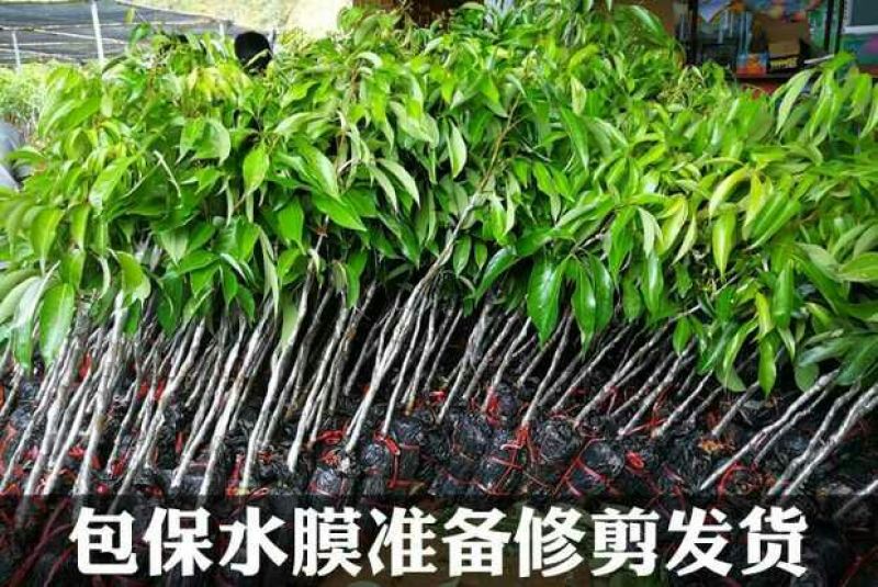 无核荔枝苗，购苗提供技术30~50cm