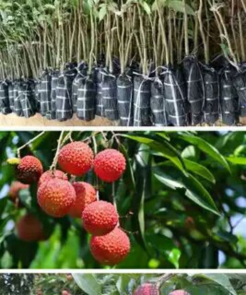 无核荔枝苗，购苗提供技术30~50cm