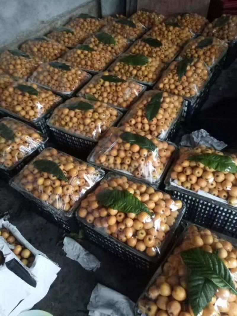 枇杷0.8两以上