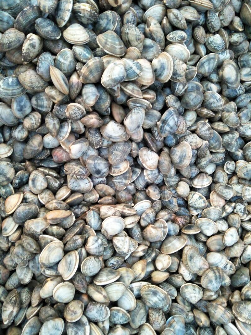 蛤蜊食用鲜活