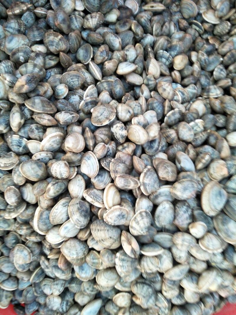 蛤蜊食用鲜活