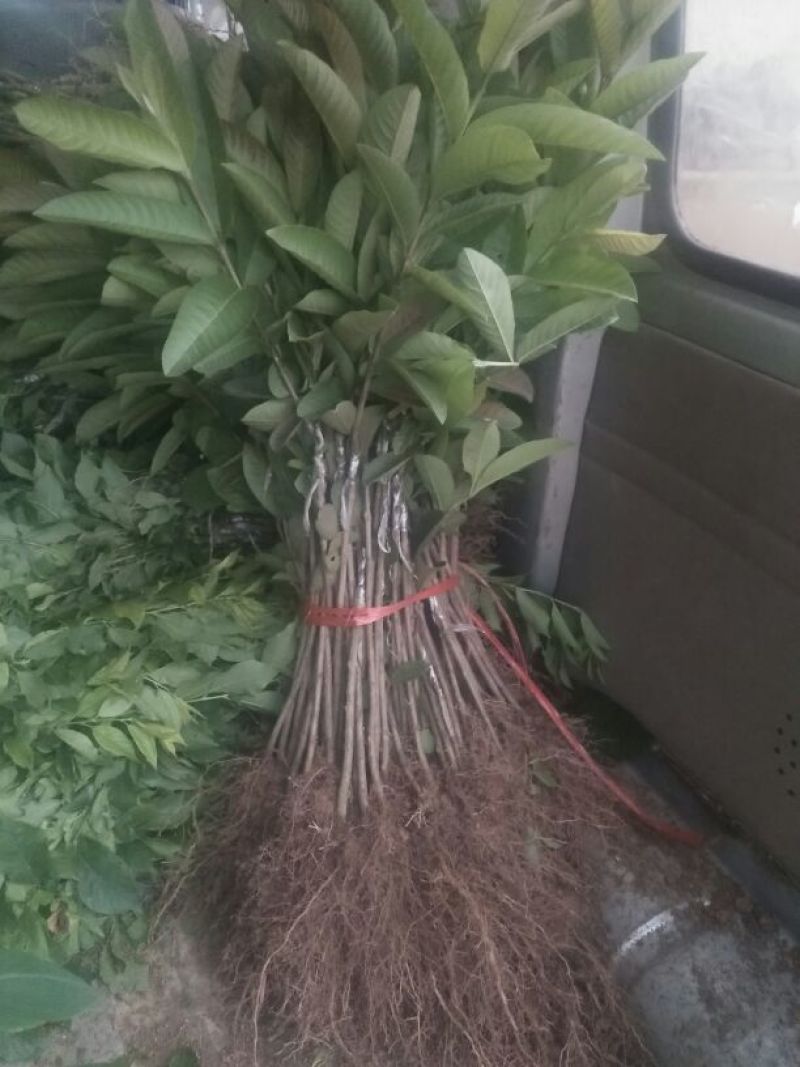 西瓜番石榴苗30~50cm