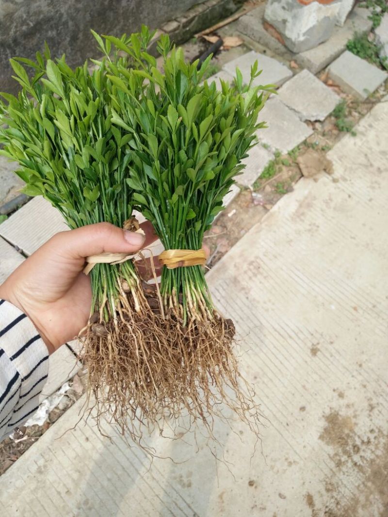 枸橘苗10~20cm