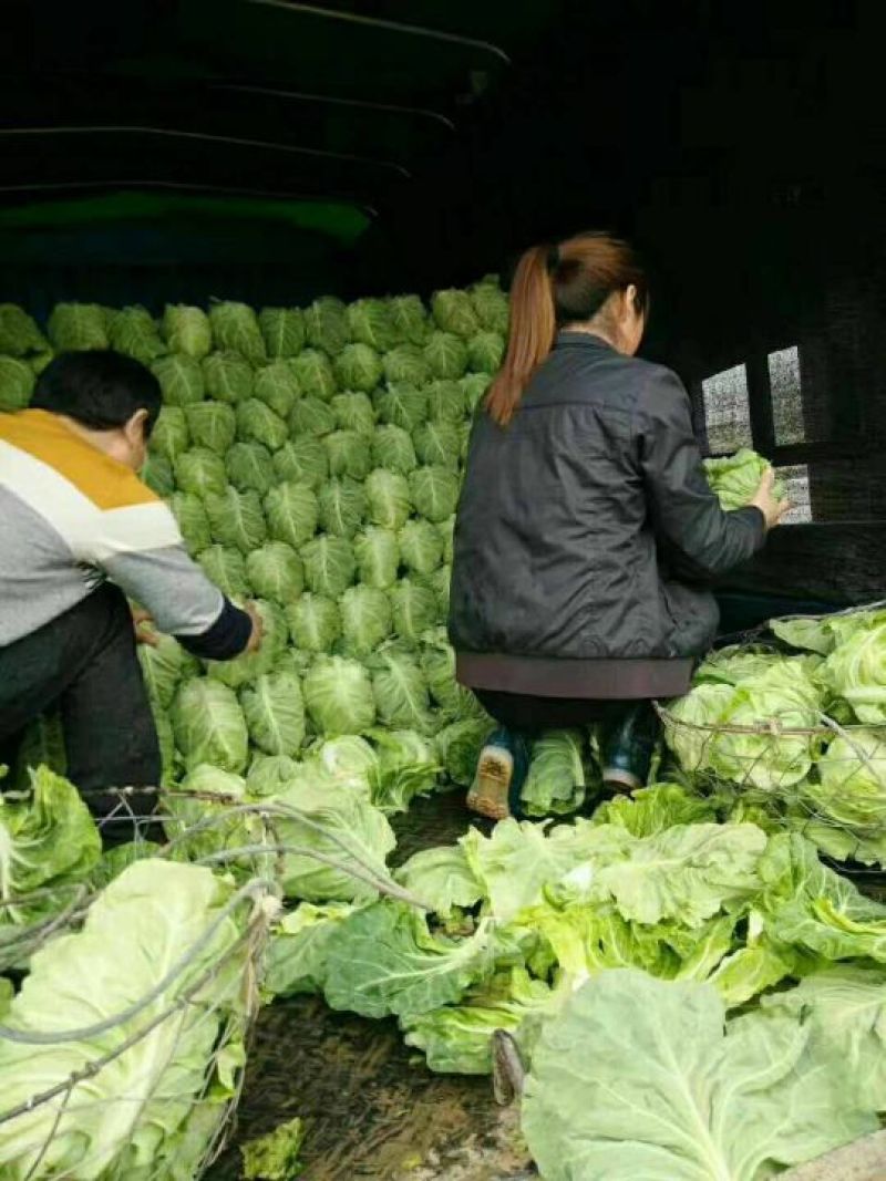 甘蓝湖北精品牛心甘蓝大量上市产地直发品质保证