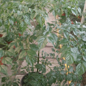 幸福树50~80cm