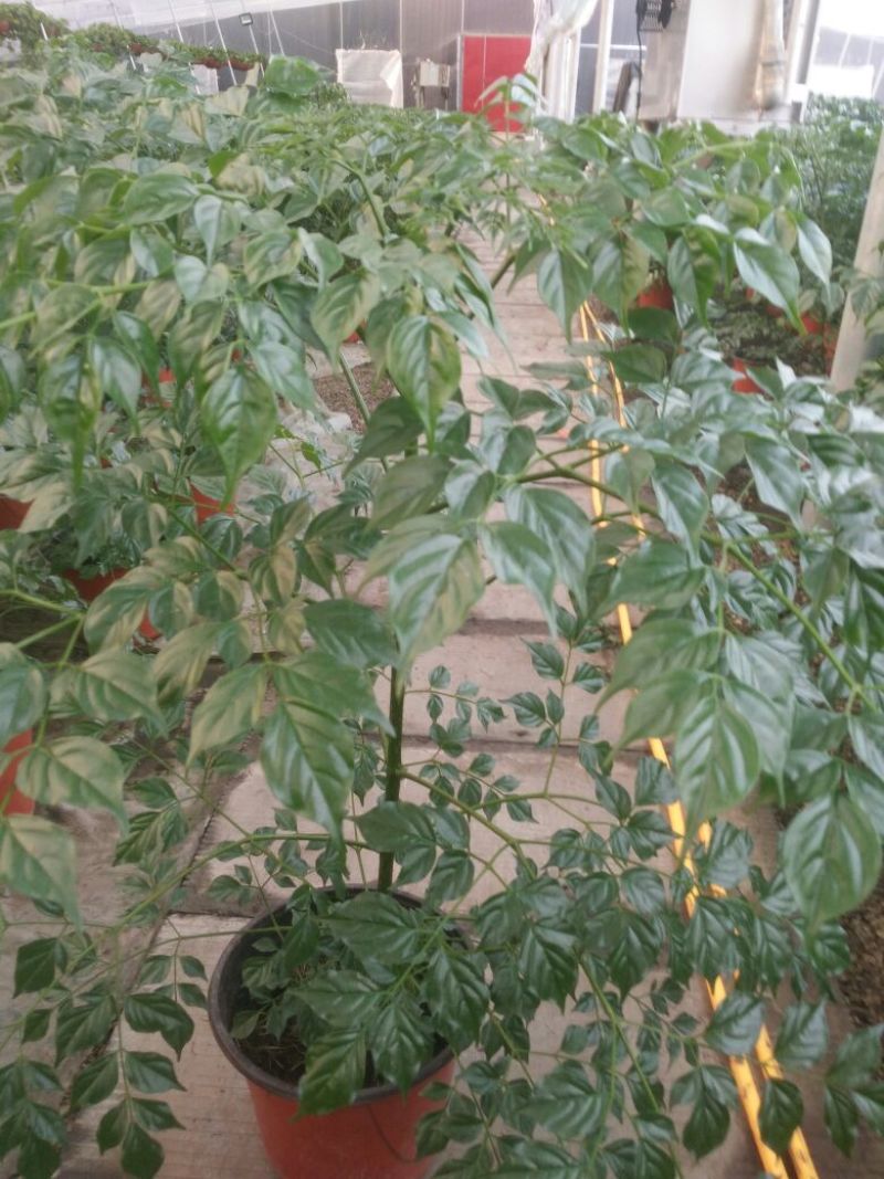 幸福树50~80cm