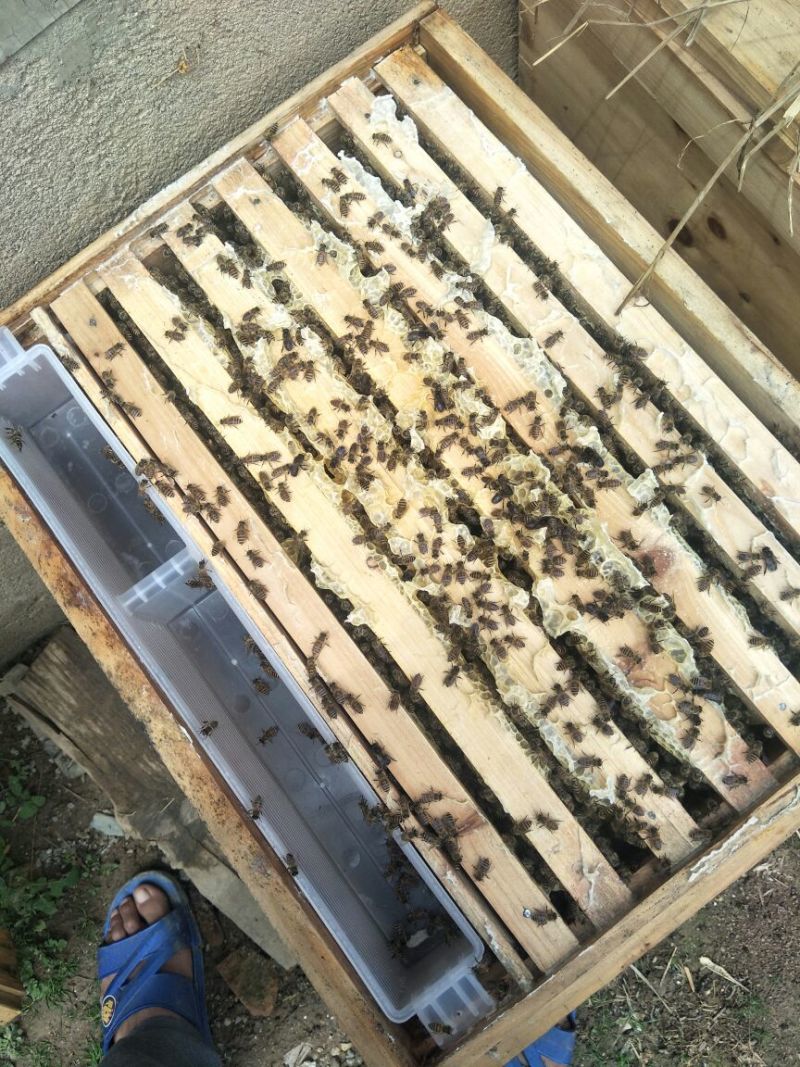 蜜蜂平箱装