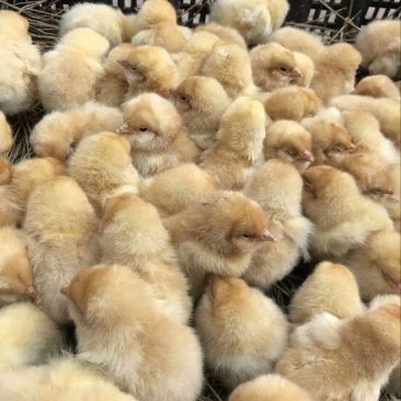三黄鸡6月以下