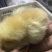 三黄鸡6月以下