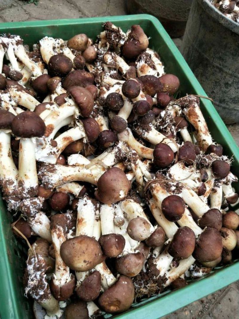 鲜香菇鲜货3.5~4cm开伞3%