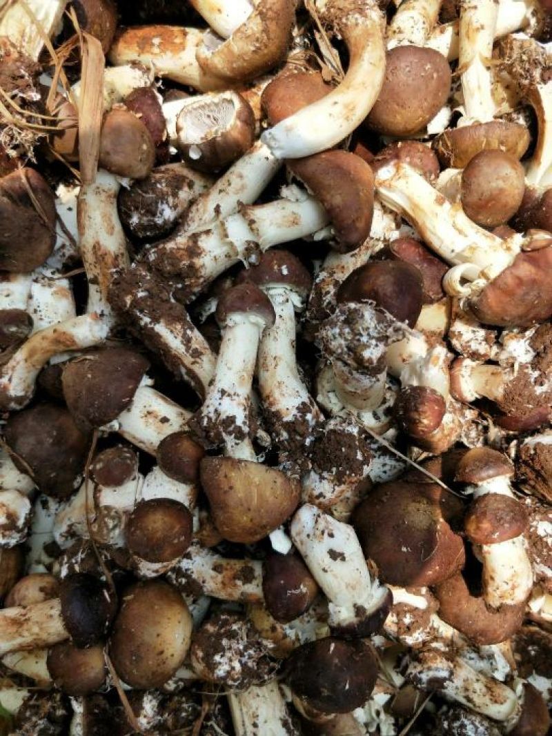 鲜香菇鲜货3.5~4cm开伞3%